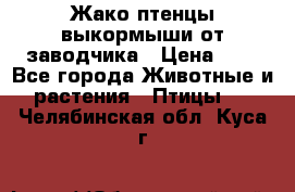 Жако птенцы выкормыши от заводчика › Цена ­ 1 - Все города Животные и растения » Птицы   . Челябинская обл.,Куса г.